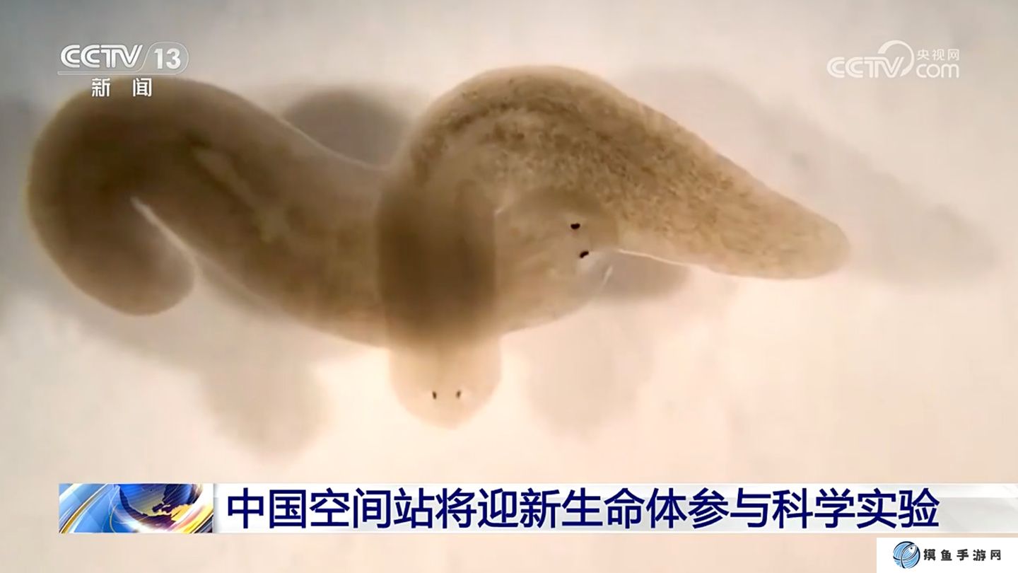 中國空間站將迎來新生命體“渦蟲”，有關研究對人類延緩衰老具有重要意義